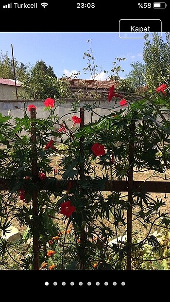 Kardinal sarmaşığı