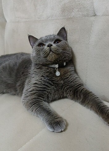 Doğal taşlı kedi tasması