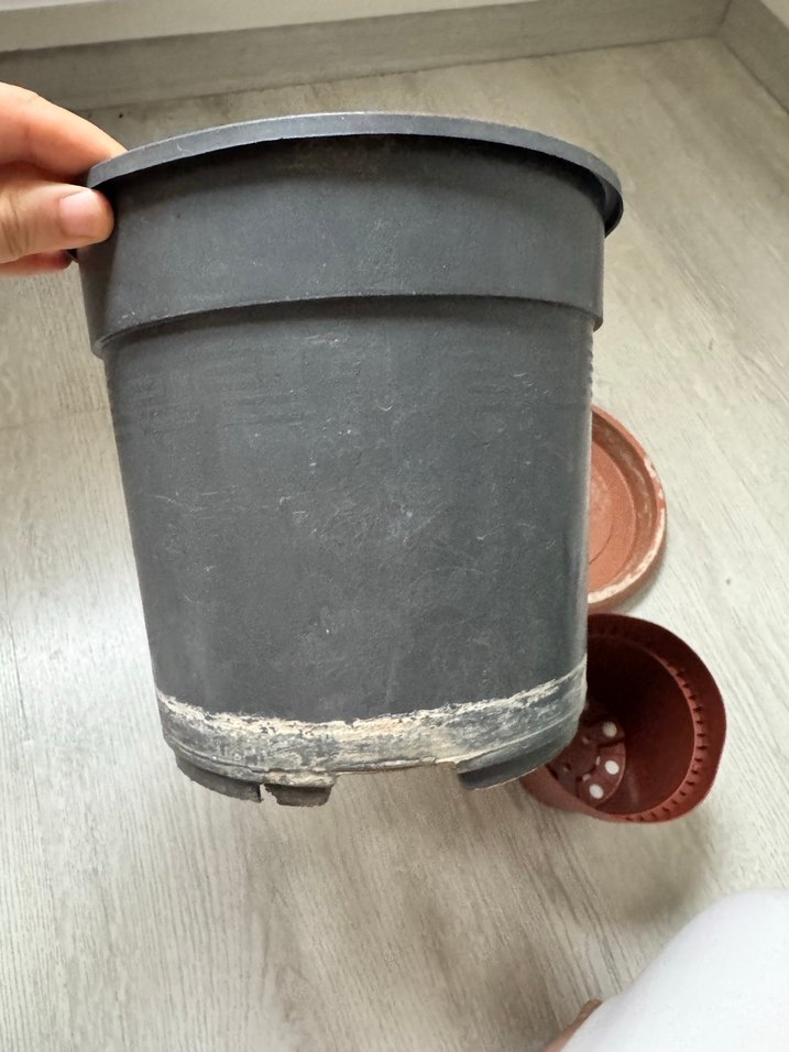 Saksılar - Görsel 3