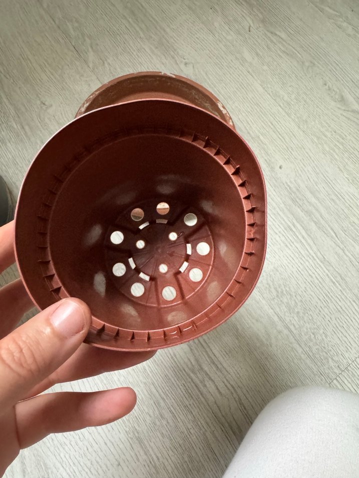 Saksılar - Görsel 5