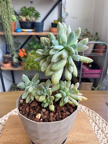 cristata sukulent