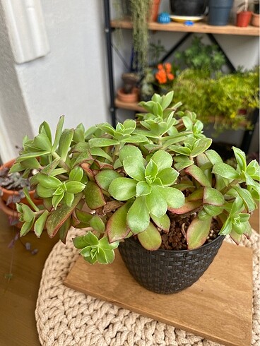 Beden aeonium sukulent