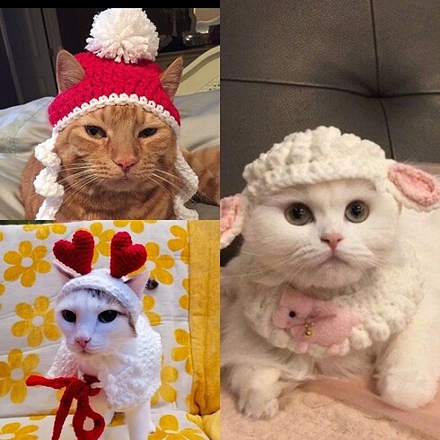 Kedi şapkası
