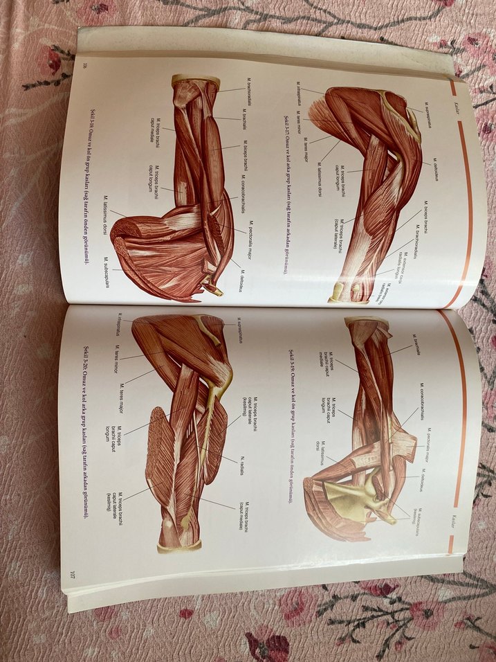 Anatomi Atlası - Akademi Yayınları - Görsel 3