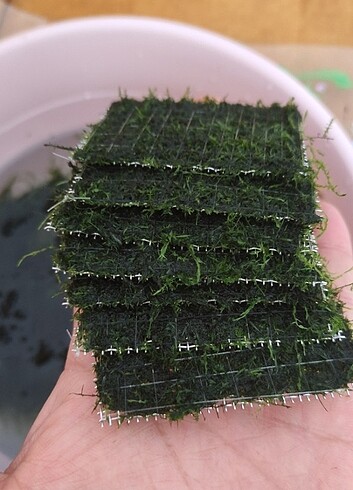 4 adet 5x7 cm yeni sarım java moss