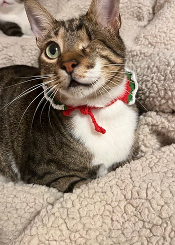 Gri Kış Temalı Kedi Boyunluğu - Görsel 2