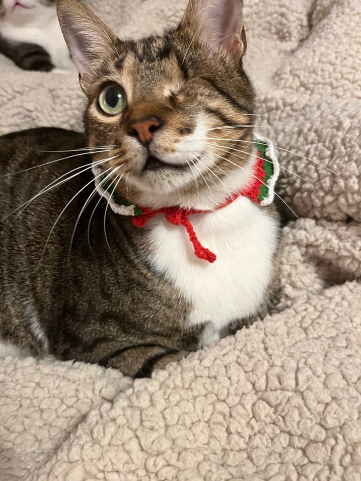 Gri Kış Temalı Kedi Boyunluğu - Görsel 2