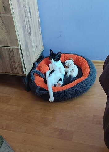 Kedi yatağı 