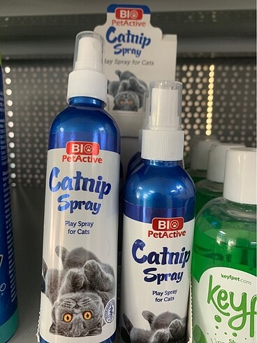 Kedi için catnip sprey