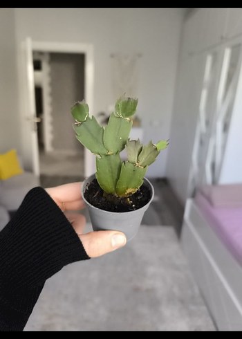 yılbaşı bitkisi - Görsel 4