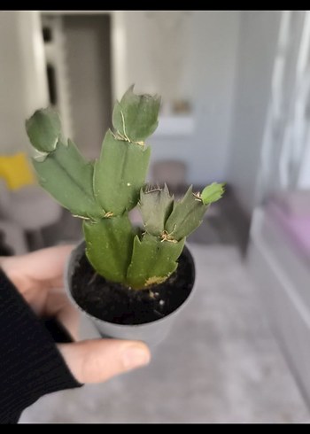 yılbaşı bitkisi - Görsel 5