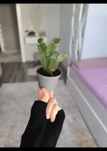 yılbaşı bitkisi - Görsel 3