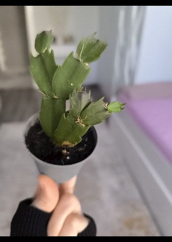 yılbaşı bitkisi - Görsel 2