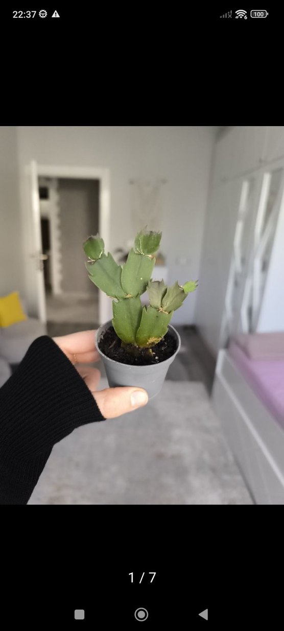 yılbaşı bitkisi - Görsel 4