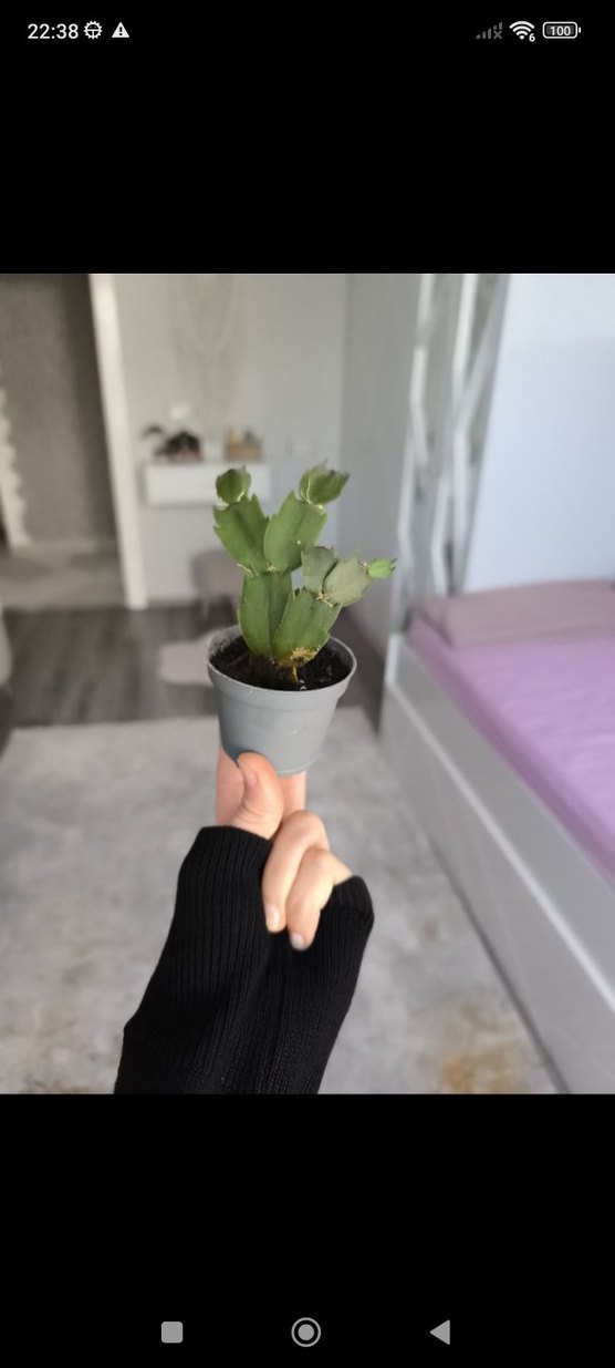 yılbaşı bitkisi - Görsel 3