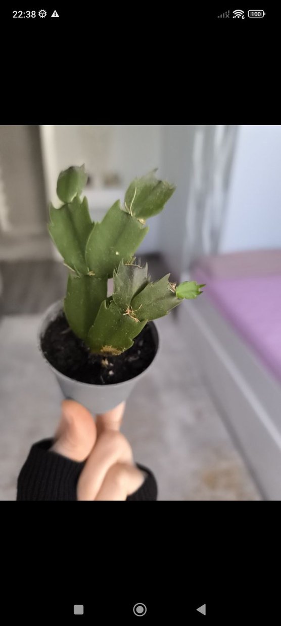 yılbaşı bitkisi - Görsel 2