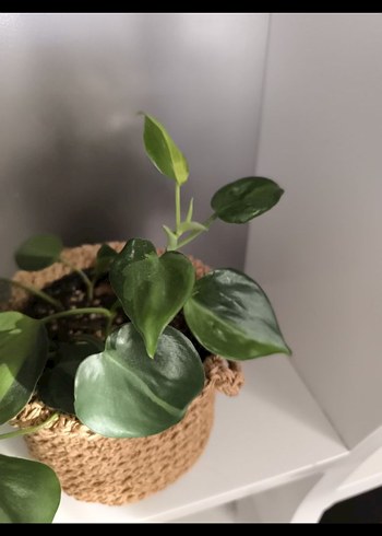 Bej Örgü Sepet ve brasil sarmaşık - Görsel 2