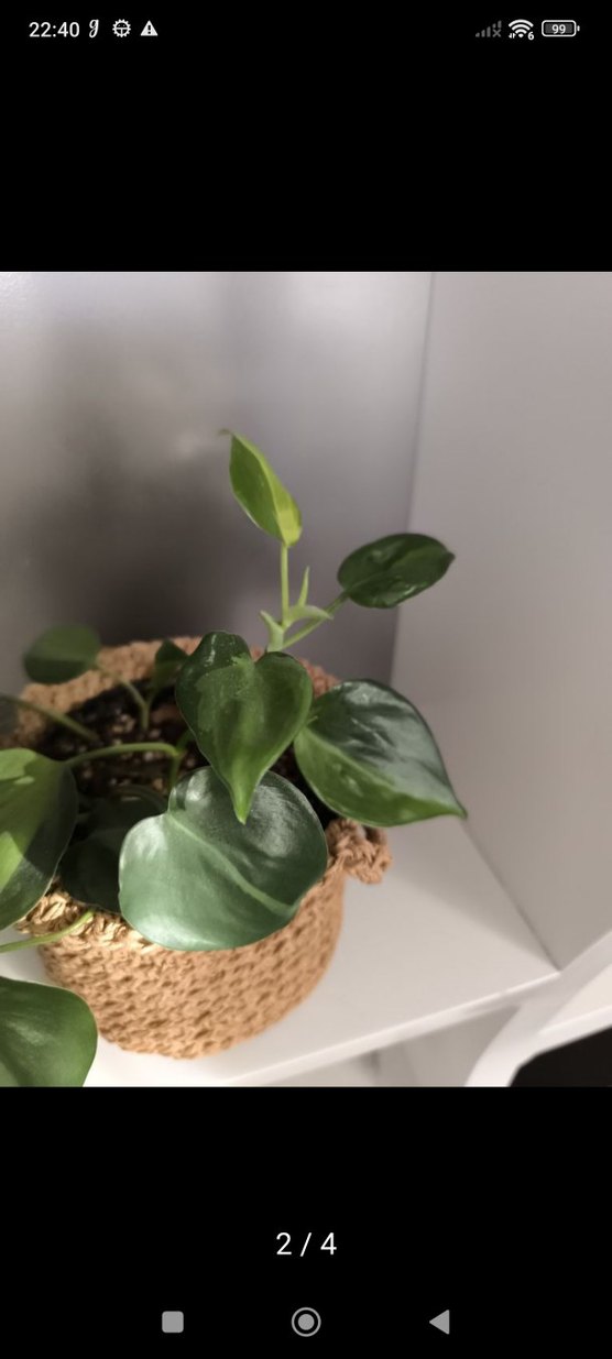 Bej Örgü Sepet ve brasil sarmaşık - Görsel 2