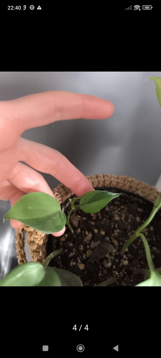 Bej Örgü Sepet ve brasil sarmaşık - Görsel 4