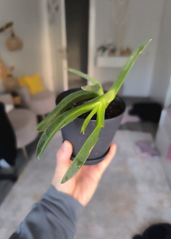 Koyu Yeşil Saksıda Ev Bitkisi-Kazayağı Bitkisi- - Görsel 4