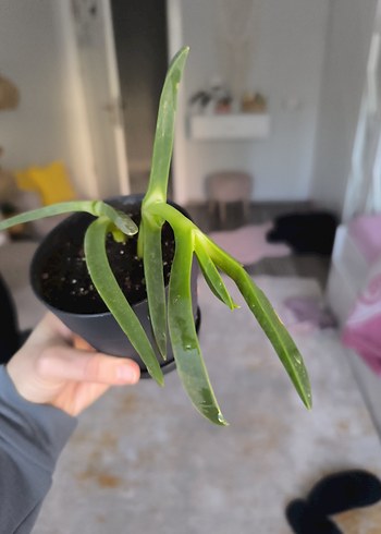 Koyu Yeşil Saksıda Ev Bitkisi-Kazayağı Bitkisi- - Görsel 2