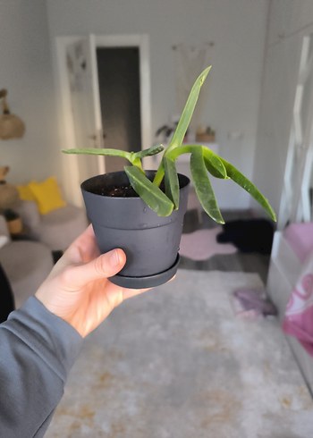 Koyu Yeşil Saksıda Ev Bitkisi-Kazayağı Bitkisi- - Görsel 3