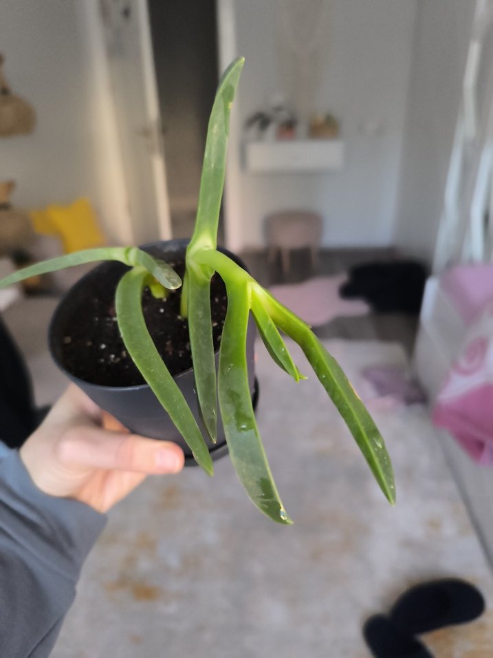 Koyu Yeşil Saksıda Ev Bitkisi-Kazayağı Bitkisi- - Görsel 2