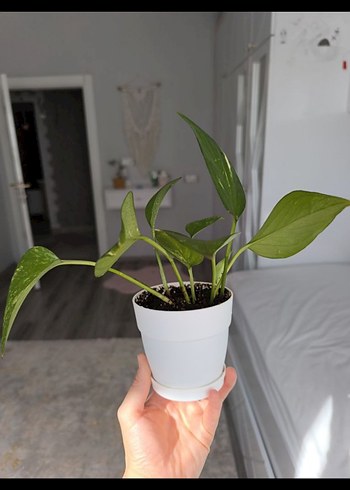 pathos sarmaşık - Görsel 2