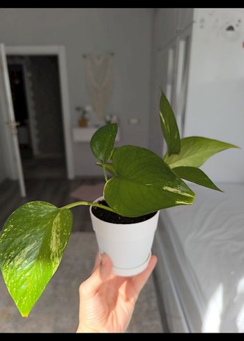 pathos sarmaşık - Görsel 3