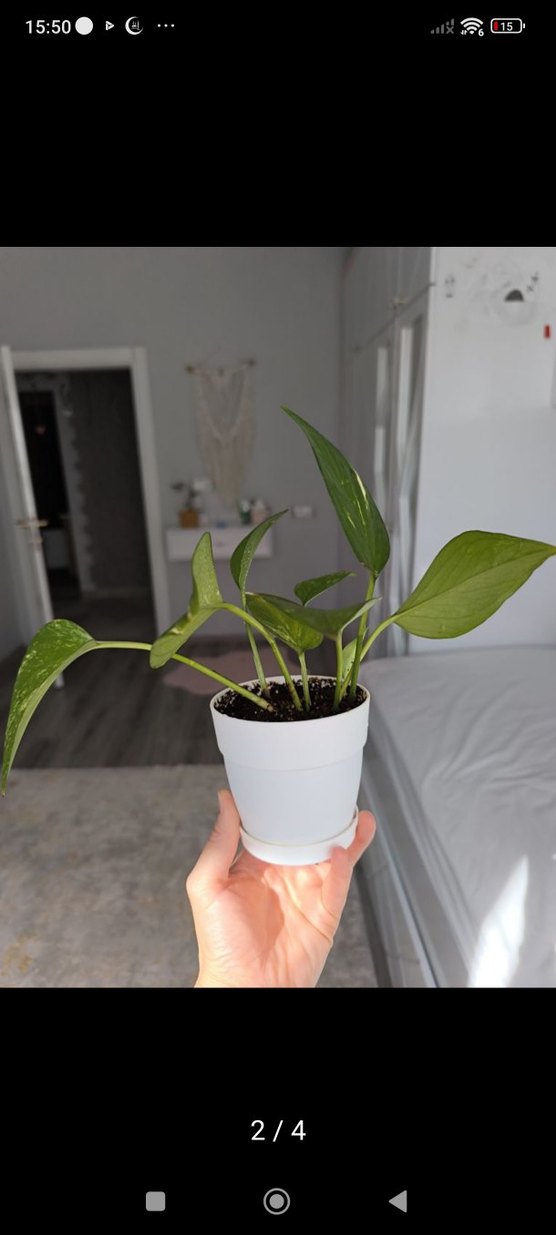 pathos sarmaşık - Görsel 2