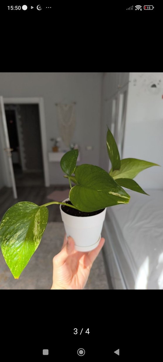 pathos sarmaşık - Görsel 3