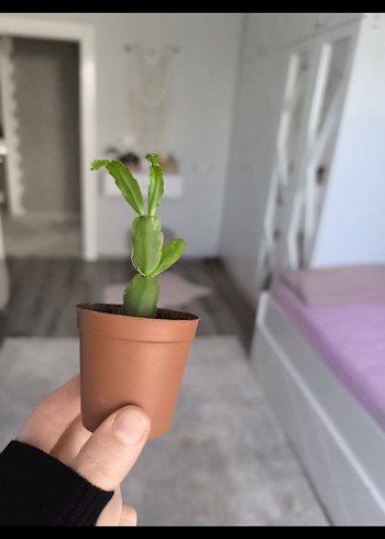 yılbaşı bitkisi - Görsel 3