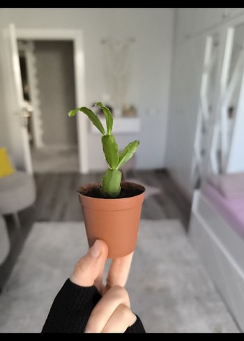 yılbaşı bitkisi - Görsel 5