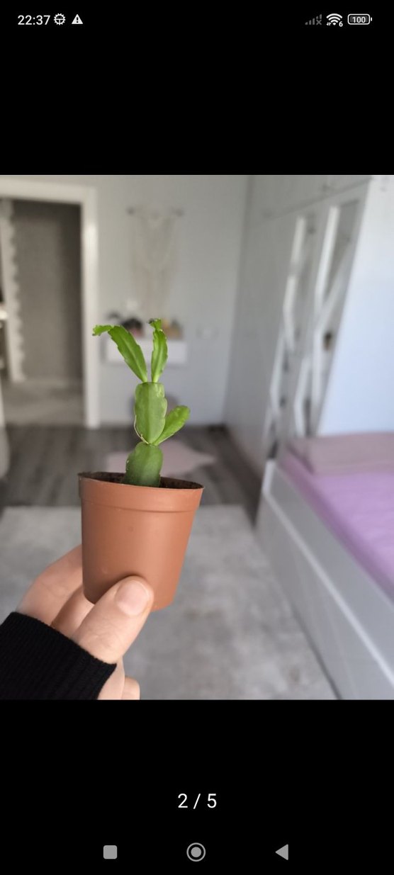 yılbaşı bitkisi - Görsel 3