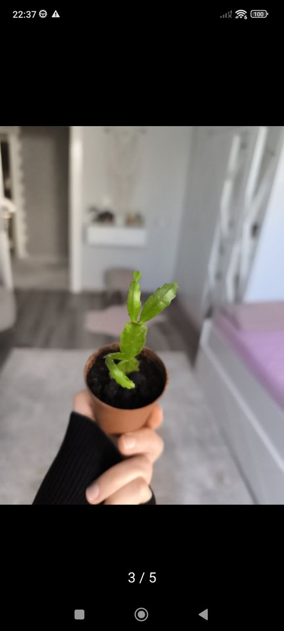 yılbaşı bitkisi - Görsel 4