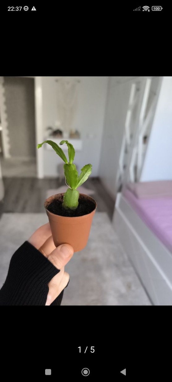 yılbaşı bitkisi - Görsel 2