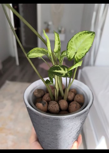 Gri Saksıda Yeşil Ev Bitkisi - Görsel 2