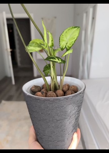 Gri Saksıda Yeşil Ev Bitkisi - Görsel 3