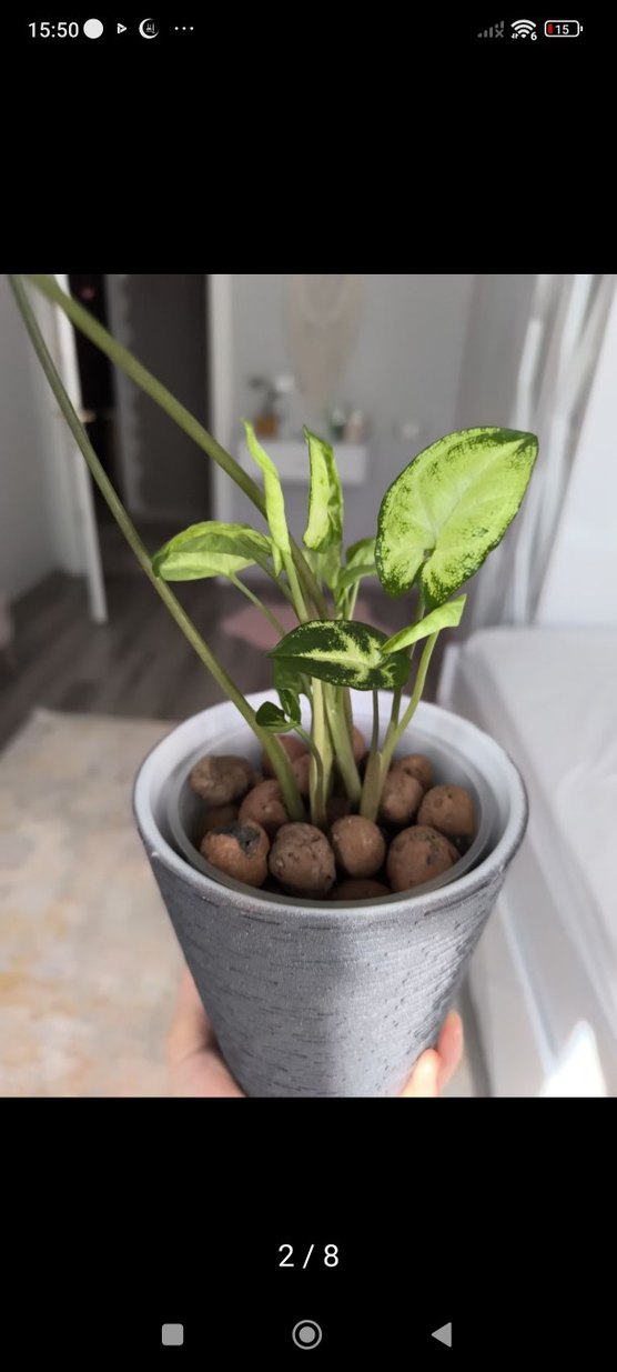 Gri Saksıda Yeşil Ev Bitkisi - Görsel 2