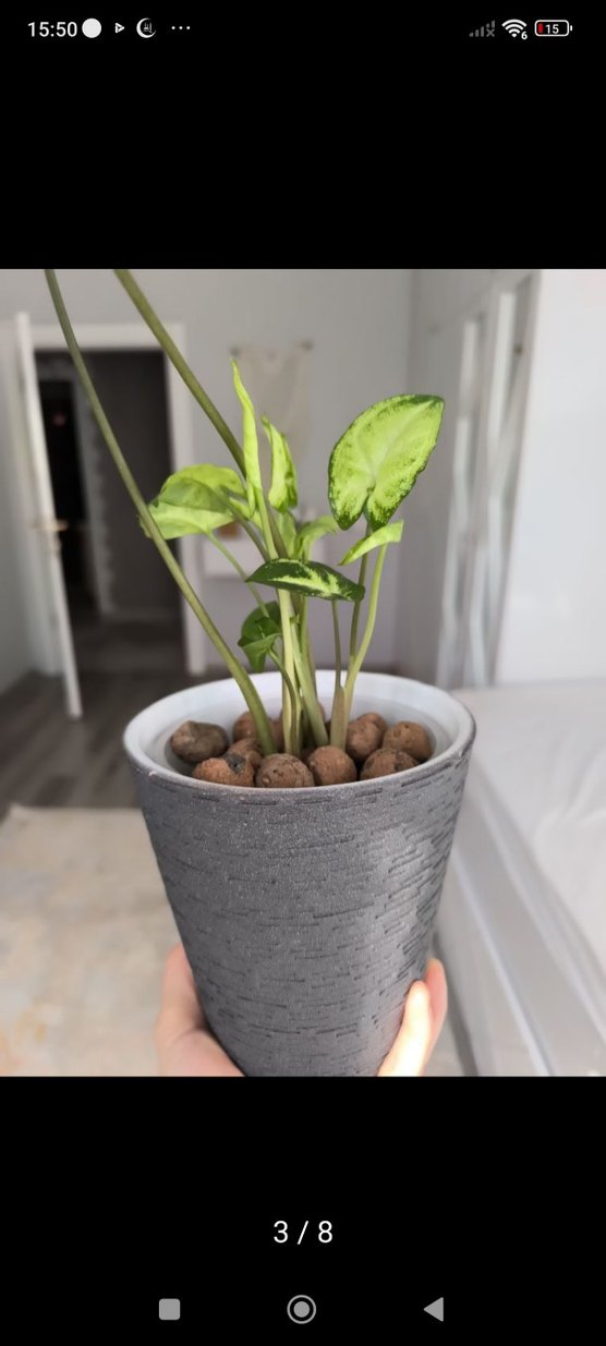 Gri Saksıda Yeşil Ev Bitkisi - Görsel 3