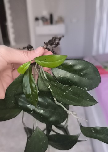 Koyu Yeşil Dekoratif Bitki Dalı - Görsel 3