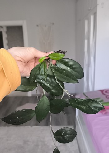 Koyu Yeşil Dekoratif Bitki Dalı - Görsel 4