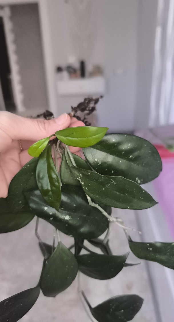 Koyu Yeşil Dekoratif Bitki Dalı - Görsel 3