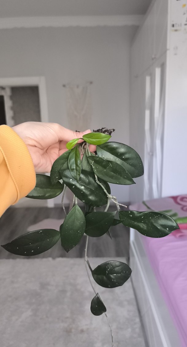 Koyu Yeşil Dekoratif Bitki Dalı - Görsel 4