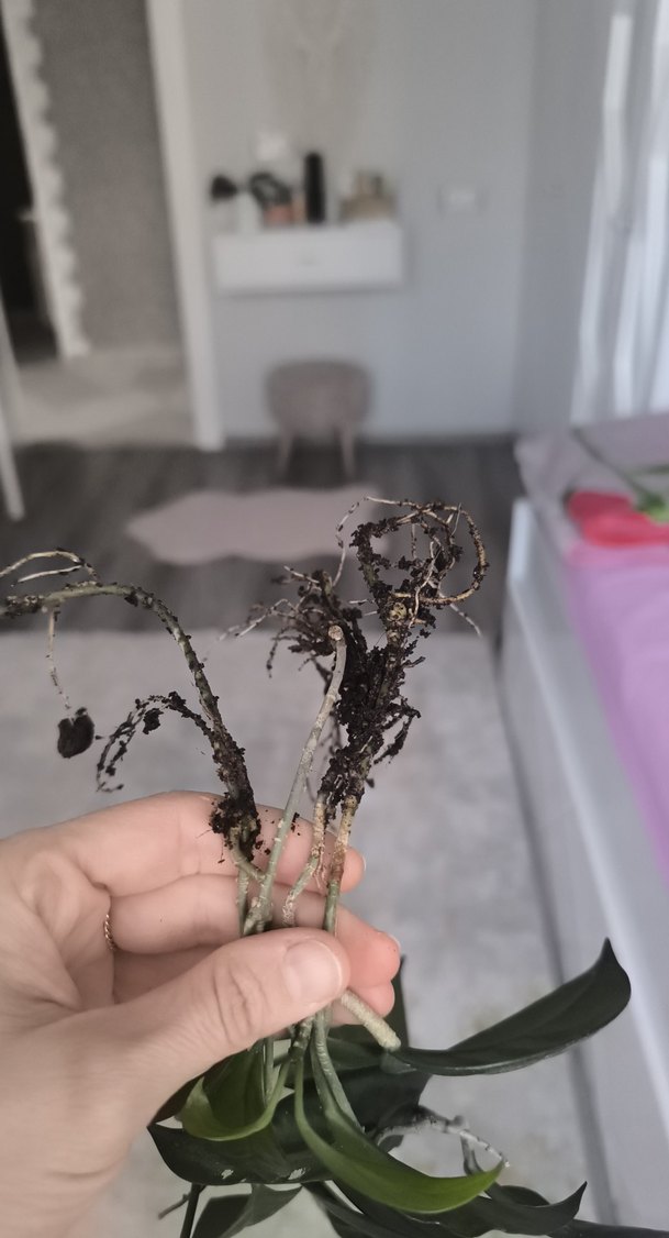 Koyu Yeşil Dekoratif Bitki Dalı - Görsel 2