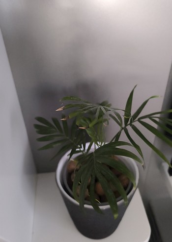 Arela palmiyesi - Görsel 8