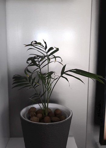 Arela palmiyesi - Görsel 3