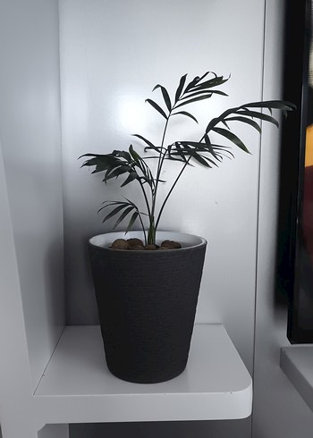 Arela palmiyesi - Görsel 2