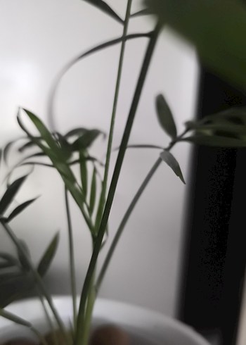 Arela palmiyesi - Görsel 7