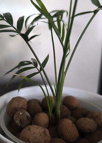 Arela palmiyesi - Görsel 5